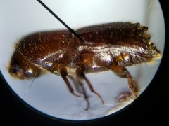 Ips grandicollis