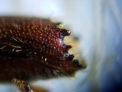 Ips grandicollis
