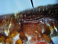 Ips grandicollis