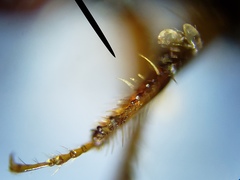 Ips grandicollis