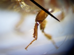 Ips grandicollis