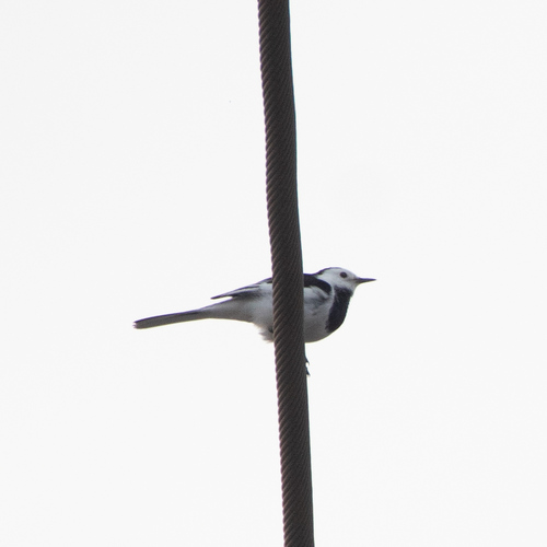 White Wagtail