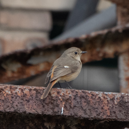 Daurian Redstart