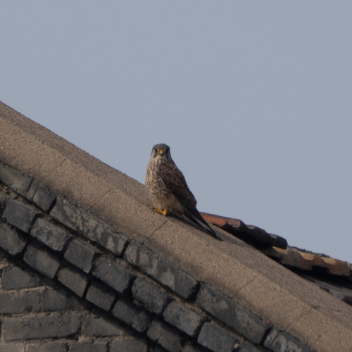 Eurasian Kestrel