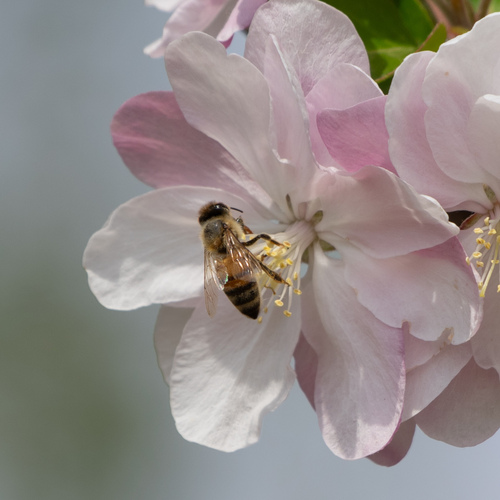 Western Honey Bee