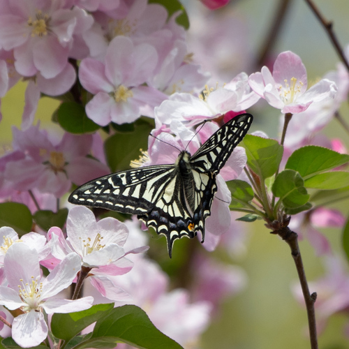 Chinese Yellow Swallowtail