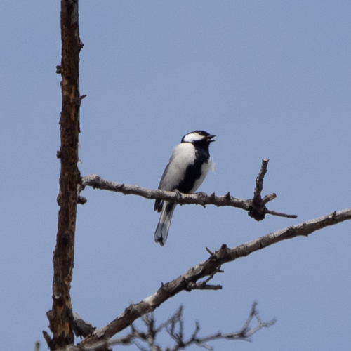 Asian Tit