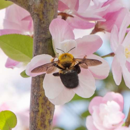 Appendiculate Carpenter Bee
