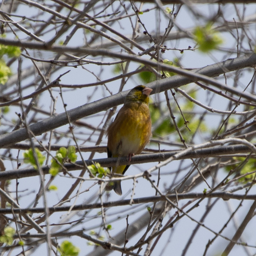 Oriental Greenfinch