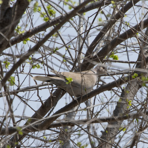 Eurasian Collared-Dove