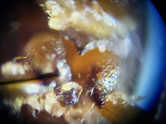 Ips grandicollis
