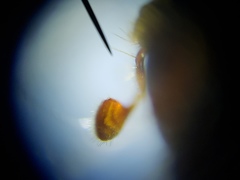 Ips grandicollis