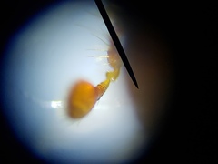 Ips grandicollis