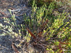 Brachyloma ericoides