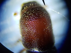 Ips grandicollis