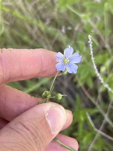 Meadow Flax (Linum pratense)