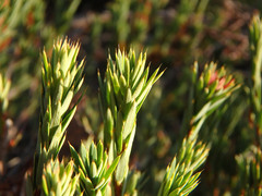 Brachyloma ericoides