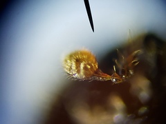 Ips grandicollis