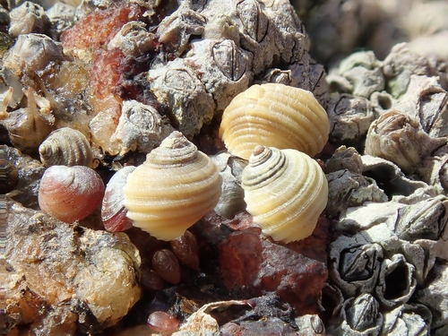 Littorina saxatilis