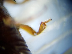 Ips grandicollis