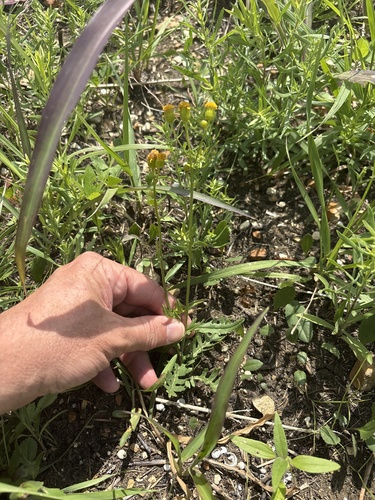 Prairie Groundsel (Packera plattensis)