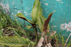 Angiospermae
