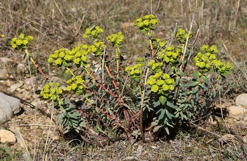 Euphorbia nicaeensis (Euphorbia nicaeensis)