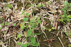 Asteraceae