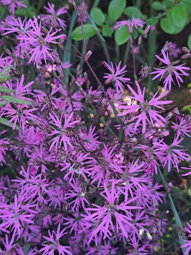Ragged-Robin (Silene flos-cuculi)