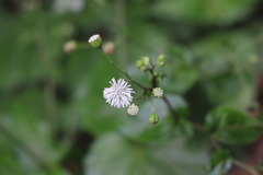Asteraceae