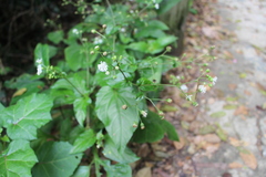 Asteraceae