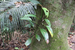 Philodendron