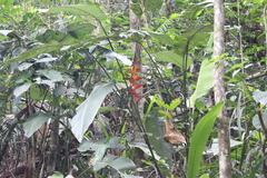 Heliconia farinosa
