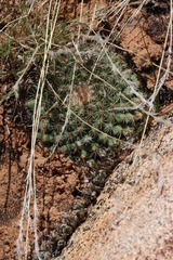 Mammillaria brandegeei