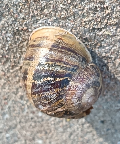 Cornu aspersum