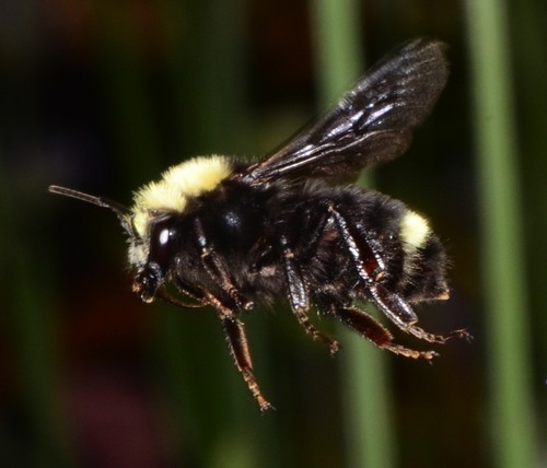 Yellow-faced Bumble Bee, photo 5 of 9