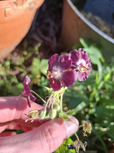 Dusky Crane's-bill (Geranium phaeum)