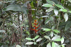 Heliconia farinosa