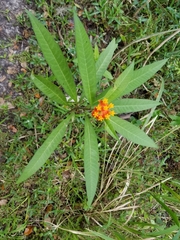 Asclepias curassavica image