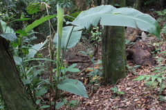 Angiospermae