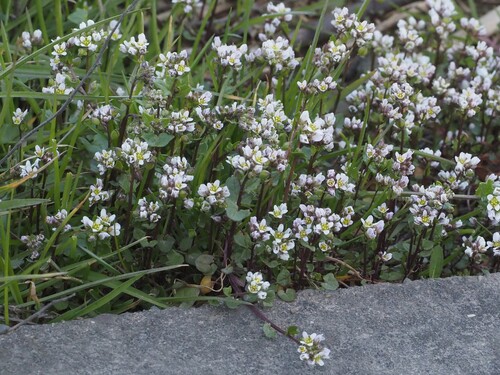Danish Scurvy-grass (Cochlearia danica)