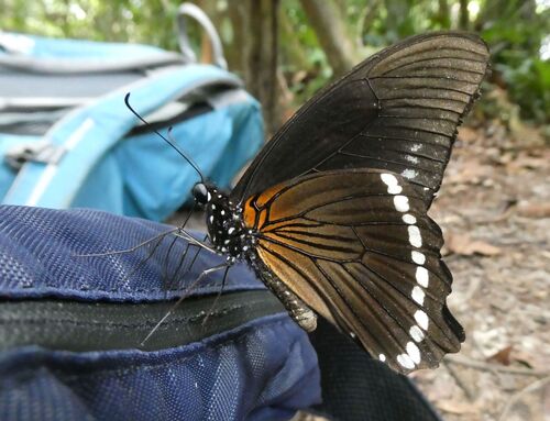 Narrow Green-banded Swallowtail