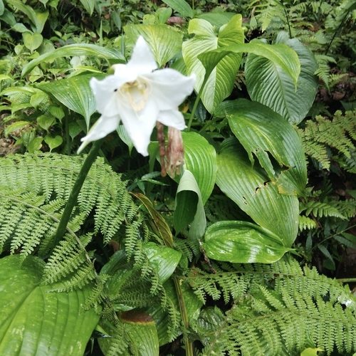Urceolina grandiflora observed 2025-05-11