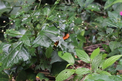 Lepidoptera