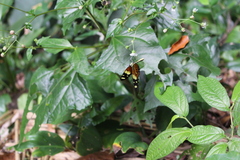 Lepidoptera