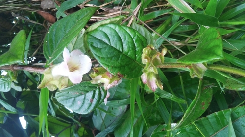 Drymonia alloplectoides, 2026-04-01