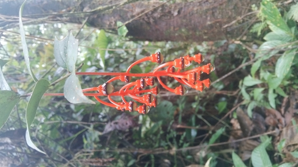 Psammisia pedunculata