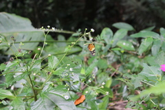Lepidoptera