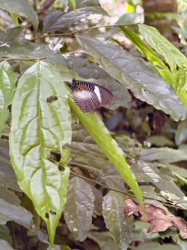 African Palmfly