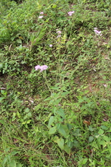 Asteraceae